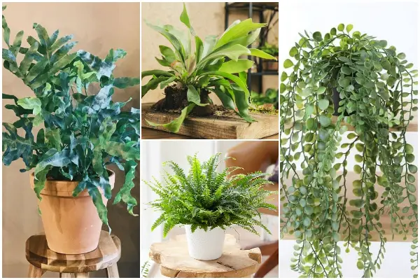 15 Different Fern Types to Grow Indoors