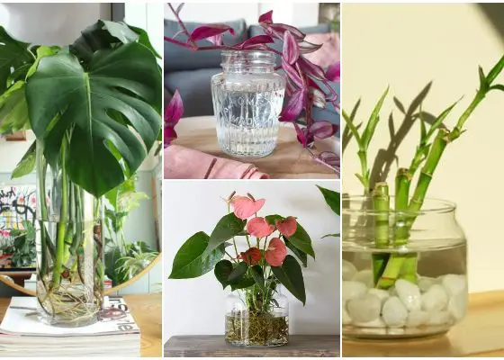 15 Houseplants That Grow Well in Vases with Water