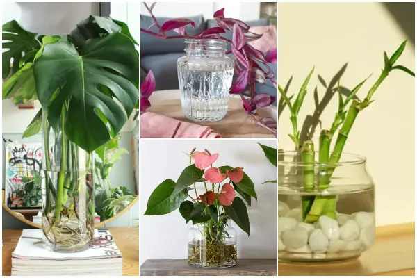 15 Houseplants That Grow Well in Vases with Water