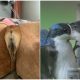 30 Funny Animal Mistakes That Will Make You Laugh Out Loud