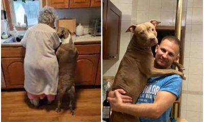 A 90-Year-Old Woman Adopts a Shelter Dog, and Their Heartwarming Bond in the Kitchen Inspires Millions