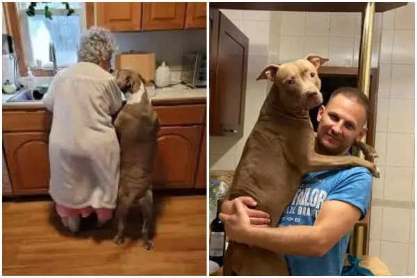 A 90-Year-Old Woman Adopts a Shelter Dog, and Their Heartwarming Bond in the Kitchen Inspires Millions
