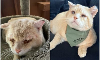 A Gentle Outcast Cat's Heartwarming Journey from Street Life to a Loving Home in NYC