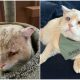 A Gentle Outcast Cat's Heartwarming Journey from Street Life to a Loving Home in NYC