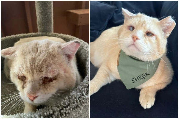 A Gentle Outcast Cat's Heartwarming Journey from Street Life to a Loving Home in NYC