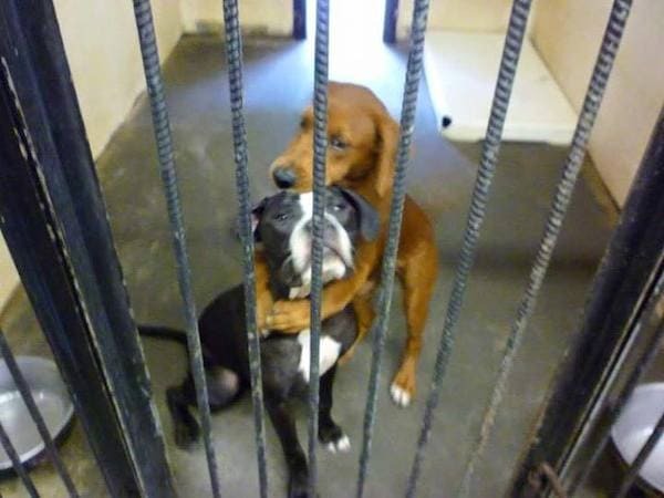 A Shelter Puppy Felt Scared and She Hugged Her Best Friend Before Being Put Down, Then An Amazement Happened