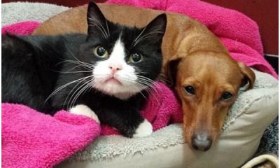 Abandoned Together, Dachshund and Paralyzed Cat Form Unbreakable Bond