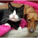 Abandoned Together, Dachshund and Paralyzed Cat Form Unbreakable Bond