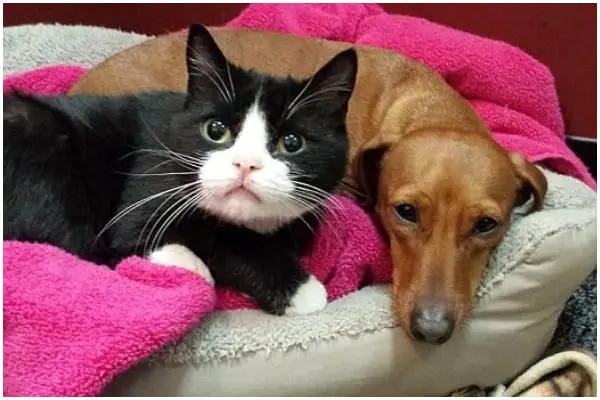 Abandoned Together, Dachshund and Paralyzed Cat Form Unbreakable Bond