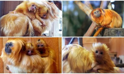 Atlanta Zoo Welcomes Two Endangered Golden Lion Tamarin Twins