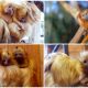 Atlanta Zoo Welcomes Two Endangered Golden Lion Tamarin Twins