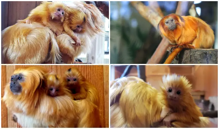 Atlanta Zoo Welcomes Two Endangered Golden Lion Tamarin Twins