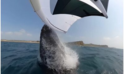 Australia Windsurfer's Scary Meeting with Huge Whale