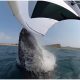 Australia Windsurfer's Scary Meeting with Huge Whale