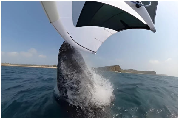 Australia Windsurfer's Scary Meeting with Huge Whale