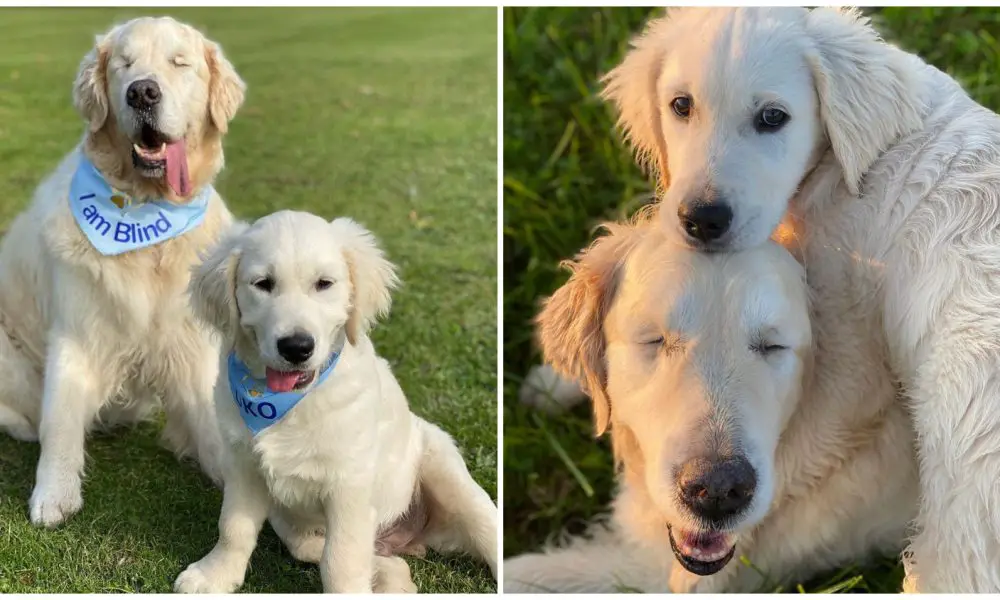 Blind Golden Retriever Has His Own ‘Seeing-Eye’ Puppy To Help Him Out And Have Fun