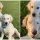 Blind Golden Retriever Has His Own ‘Seeing-Eye’ Puppy To Help Him Out And Have Fun