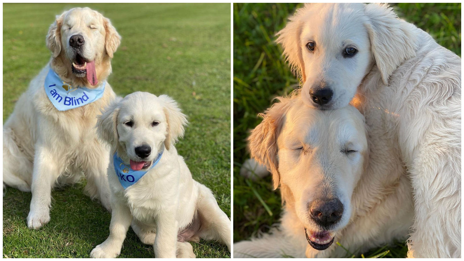 Blind Golden Retriever Has His Own ‘Seeing-Eye’ Puppy To Help Him Out And Have Fun