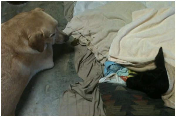 Brave Dog Rescues Cold Baby Calf and Stays by its Side Until Full Recovery