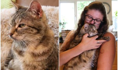 Cambridgeshire Cat Sets Record for Loudest Purr in Guinness World Record