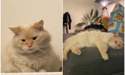 Cat Left Alone in Apartment Finds Happiness After 5 Months of Waiting