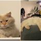 Cat Left Alone in Apartment Finds Happiness After 5 Months of Waiting