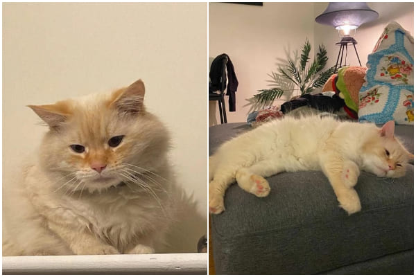 Cat Left Alone in Apartment Finds Happiness After 5 Months of Waiting