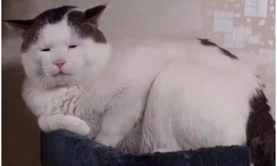 Cat with Droopy Eyes Becomes Internet Sensation for Unique Look