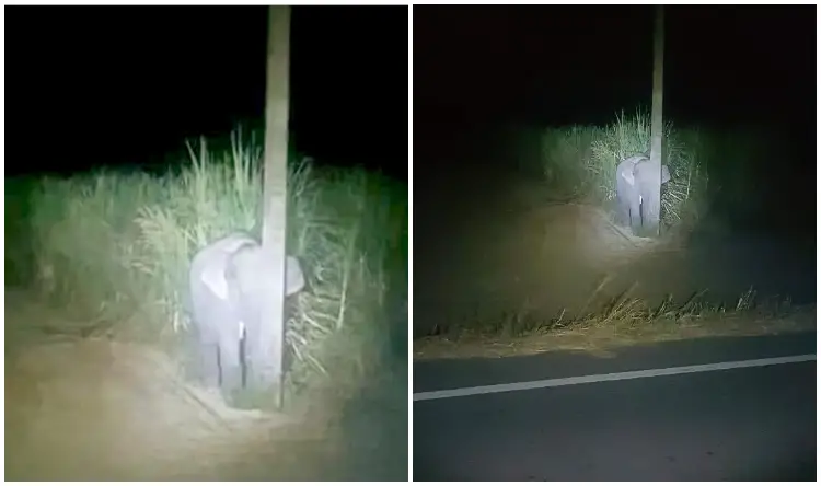 Caught Red-Handed Eating Sugarcane, Baby Elephant Hides Behind A Narrow Pole
