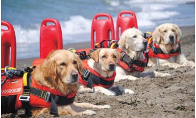 Croatia's Furry Guardians Ensure Beach Safety for All