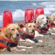 Croatia's Furry Guardians Ensure Beach Safety for All