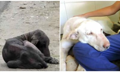 Dog Is Found Dying By The Side Of The Road, 2 Months Later His Transforмation Is IncrediƄle