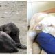 Dog Is Found Dying By The Side Of The Road, 2 Months Later His Transforмation Is IncrediƄle