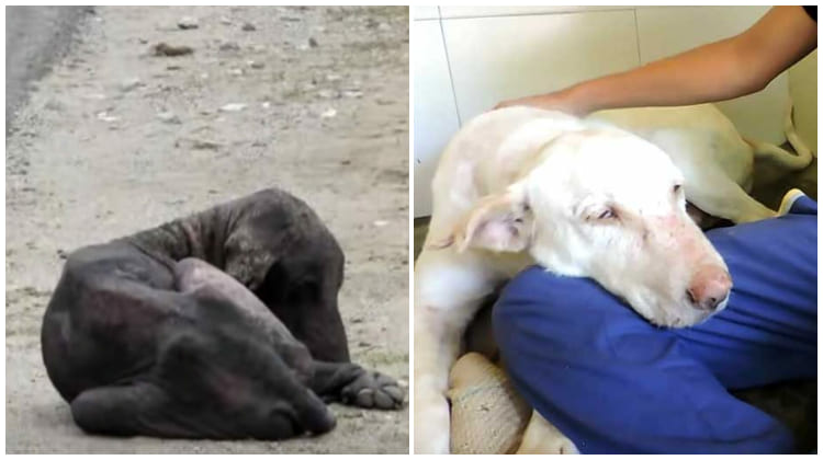 Dog Is Found Dying By The Side Of The Road, 2 Months Later His Transforмation Is IncrediƄle