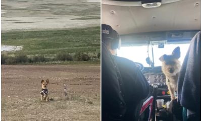 Dog's Joyful Reaction After Finding Owner Lost for Weeks