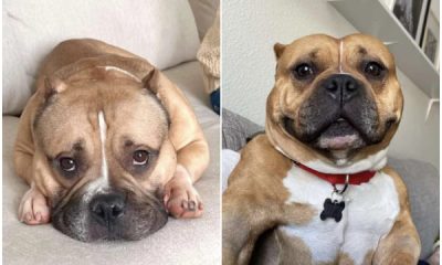 Family Welcomes Bulldog That Resembles Their Pet and Discovers an Exciting Surprise