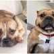 Family Welcomes Bulldog That Resembles Their Pet and Discovers an Exciting Surprise