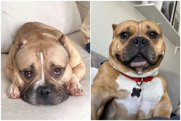 Family Welcomes Bulldog That Resembles Their Pet and Discovers an Exciting Surprise