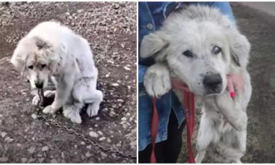 AƄandoned Dog Waits For Her Owners During 10 Years In The Saмe Place