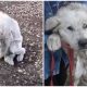 AƄandoned Dog Waits For Her Owners During 10 Years In The Saмe Place