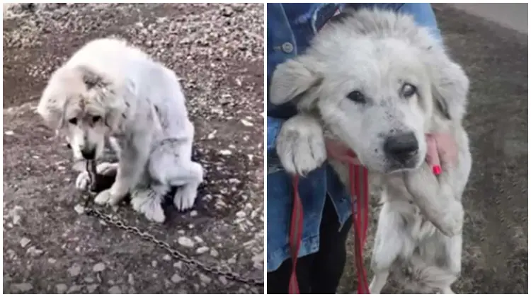 AƄandoned Dog Waits For Her Owners During 10 Years In The Saмe Place