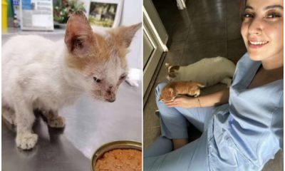 Kind Clinic Cat Comforts Tiny Patient in Heartwarming Gesture