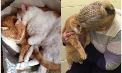 Kindhearted Woman Adopts Older Cat and Comes Back to Shelter for His 16-Year-Old Best Friend