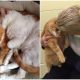 Kindhearted Woman Adopts Older Cat and Comes Back to Shelter for His 16-Year-Old Best Friend