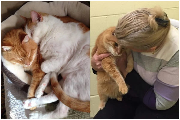 Kindhearted Woman Adopts Older Cat and Comes Back to Shelter for His 16-Year-Old Best Friend