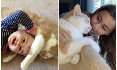 Little Girl Reunites Her Cat After 5 Years Apart