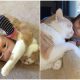 Little Girl Reunites Her Cat After 5 Years Apart