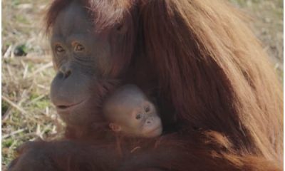 Lonely Orangutan Mom Sees Zookeeper Breastfeeding, Triggers Motherhood Instincts Unexpectedly