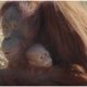 Lonely Orangutan Mom Sees Zookeeper Breastfeeding, Triggers Motherhood Instincts Unexpectedly