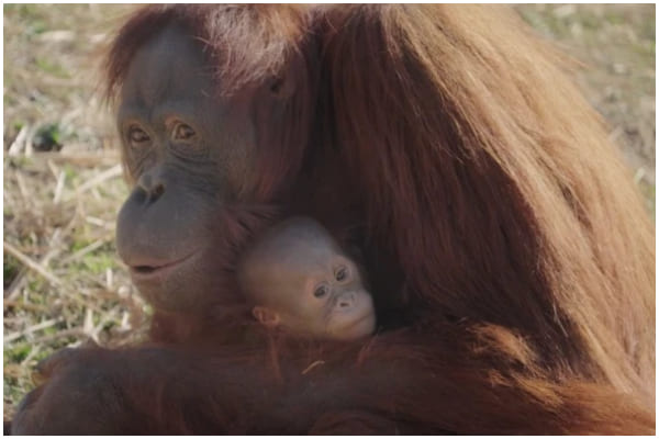 Lonely Orangutan Mom Sees Zookeeper Breastfeeding, Triggers Motherhood Instincts Unexpectedly